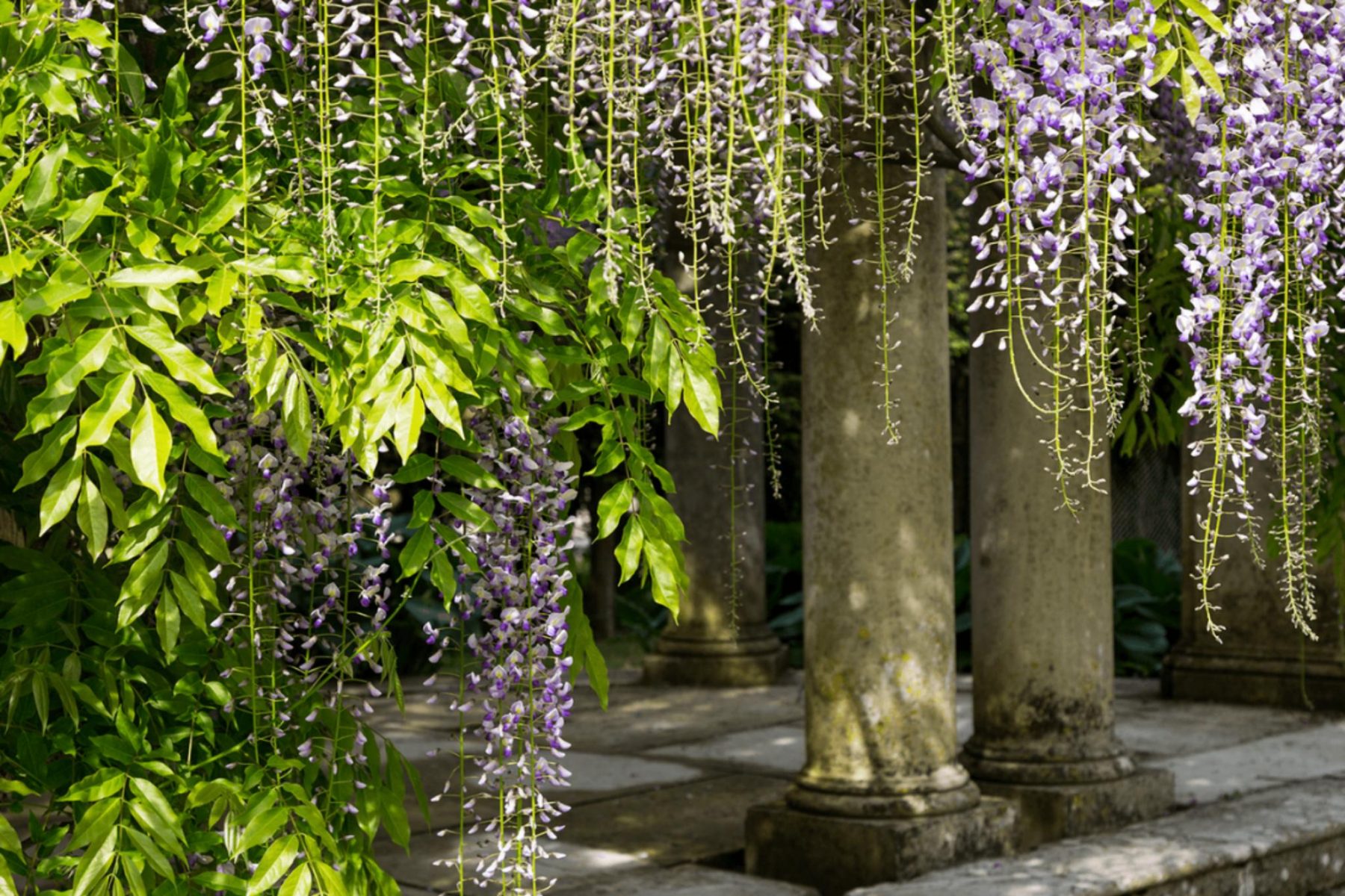 wisteria-garden-columns-winchester